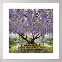 Glycine japonaise - Impression d'art
