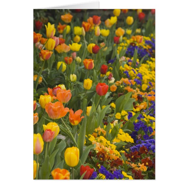 Glycines et tulipes dans le jardin de Dumbarton (Devant)