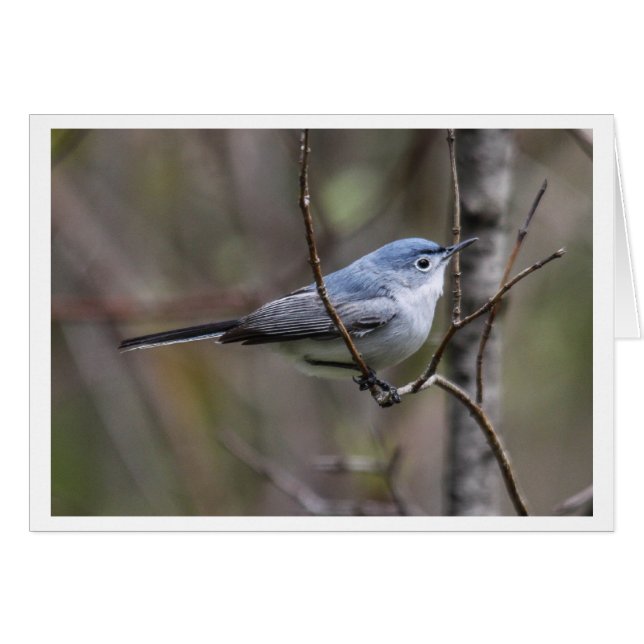 Gnatcatcher Bleu-gris (Devant horizontal)