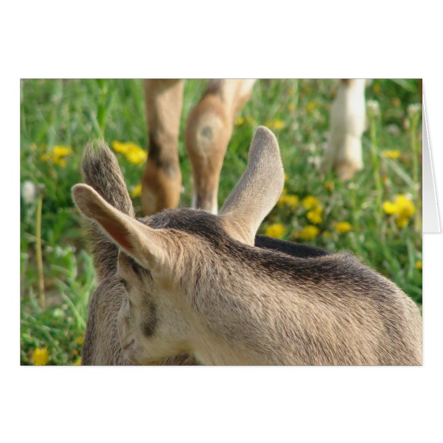Goat Kid (Devant horizontal)