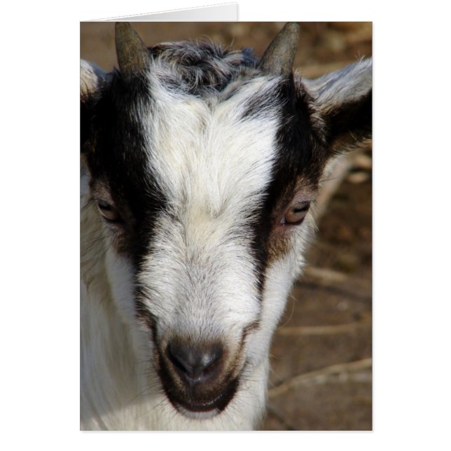 Goat Kid (Devant)