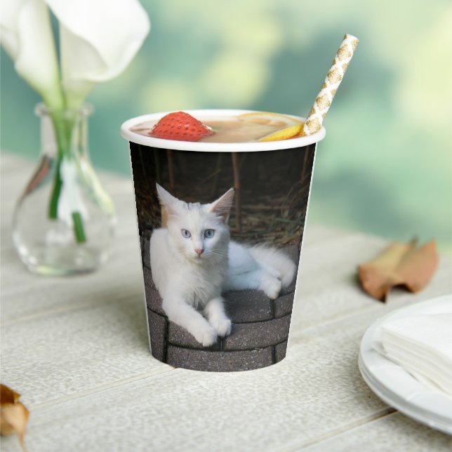 Gobelets En Papier Chat blanc (Insitu)