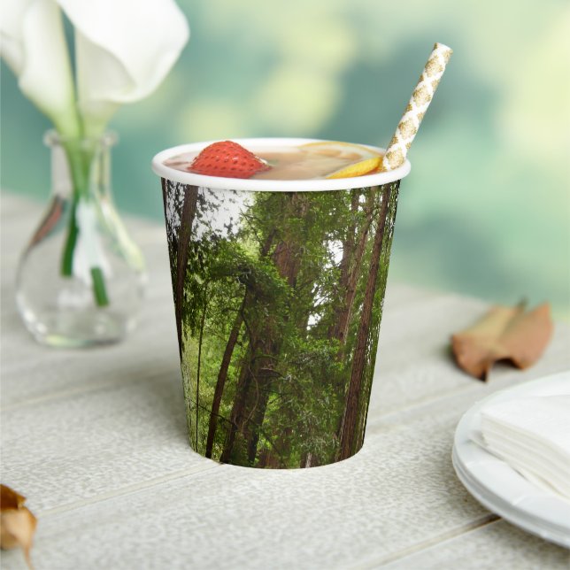 Gobelets En Papier Jusqu'aux séquoias I à Muir Woods National Monumen (Insitu)