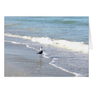 Goéland dans le Surf