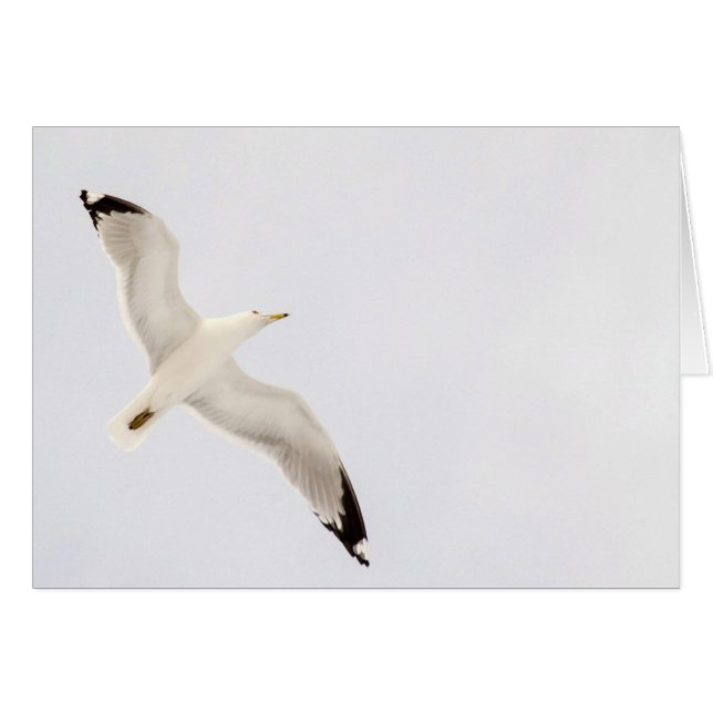 Goéland volant (Devant horizontal)