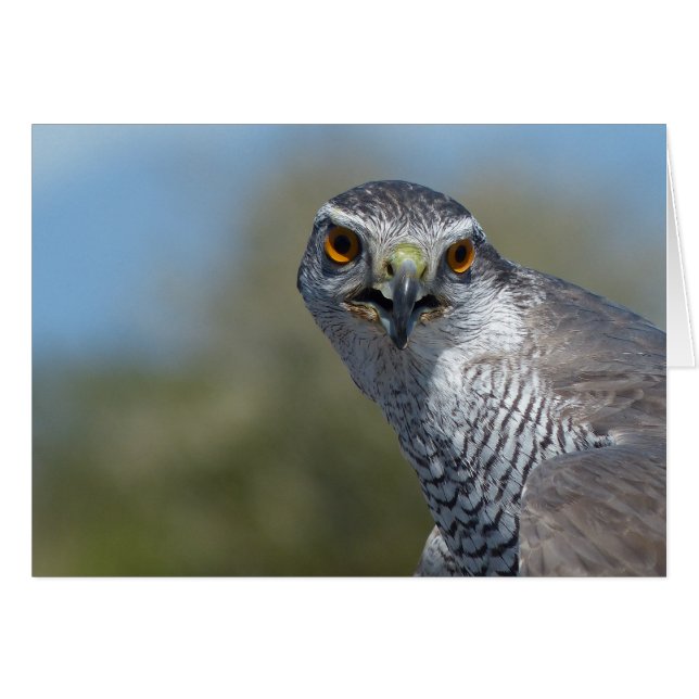 Gohawk du Nord (Devant horizontal)