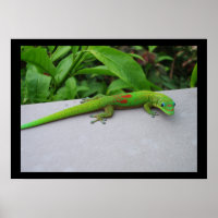 Gold Dust Day Gecko Poster