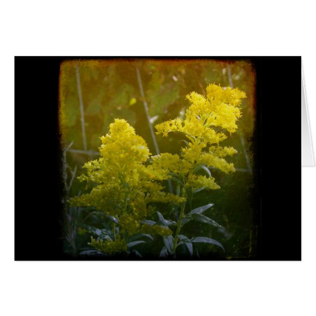 Golden 2 (Devant horizontal)