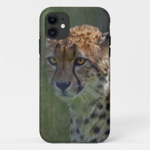 Golden Cheetah iPhone 5 Coque-Mate Coque