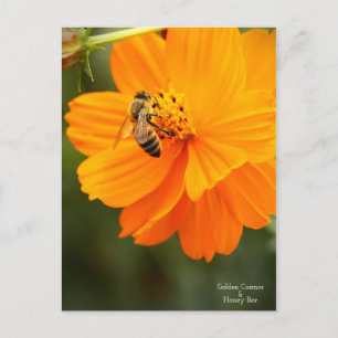 Golden Cosmos & Honey Bee ［ carte postale