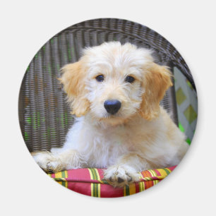 Golden Doodle Magnet de chiot