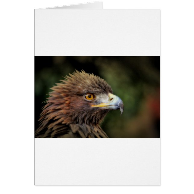 golden eagle (Devant)