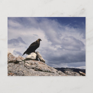 Golden Eagle Wildlife Series # 14 Carte postale