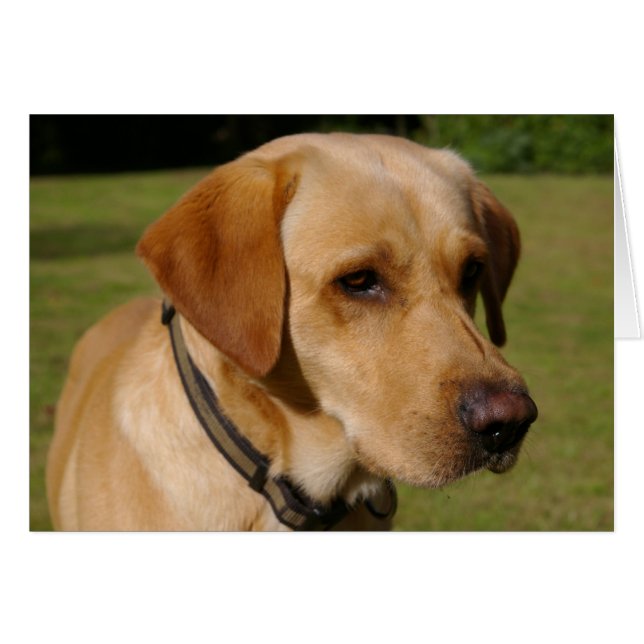Golden Labrador (Devant horizontal)