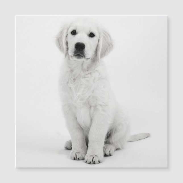 Golden Retriever (Devant)