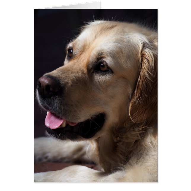 Golden Retriever (Devant)