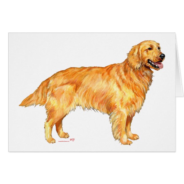 Golden Retriever (Devant horizontal)