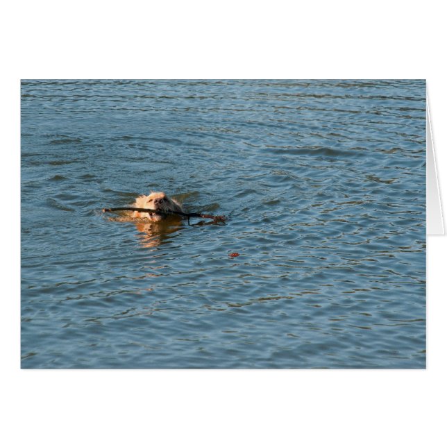 Golden Retriever (Devant horizontal)