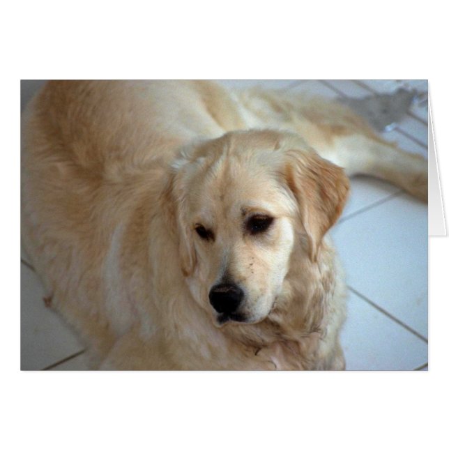 Golden Retriever (Devant horizontal)