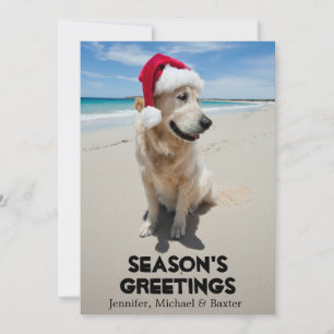 Golden Retriever à la plage vierge