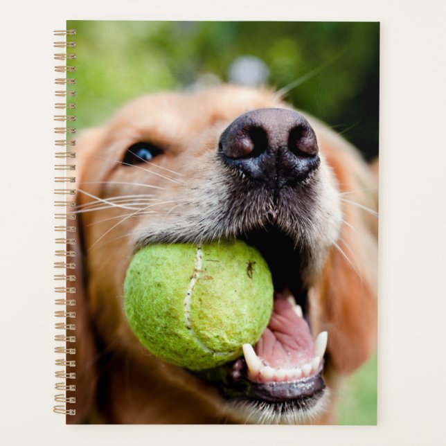 Golden Retriever Avec Balle De Tennis (Devant)