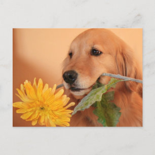 Golden Retriever Avec Carte Postale Fleur