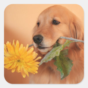 Golden retriever avec des autocollants de fleur