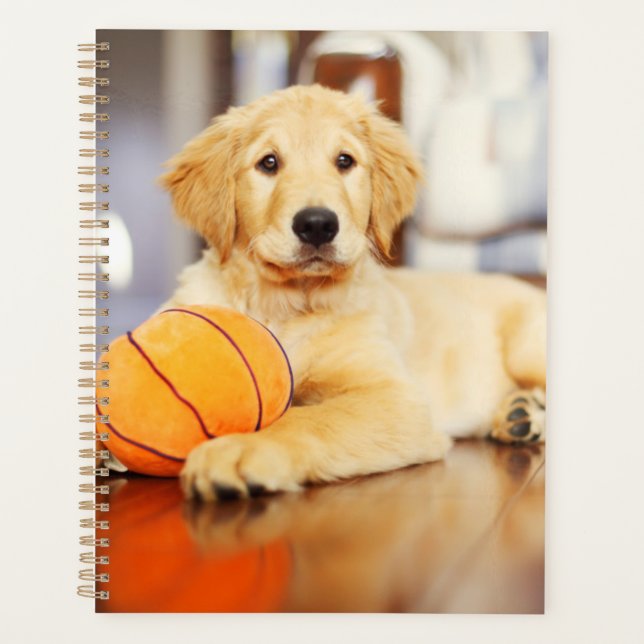 Golden Retriever Avec Jouet De Basket (Devant)