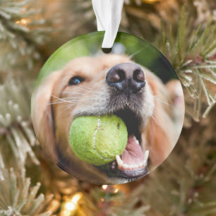 Golden Retriever Avec Le Bal De Tennis