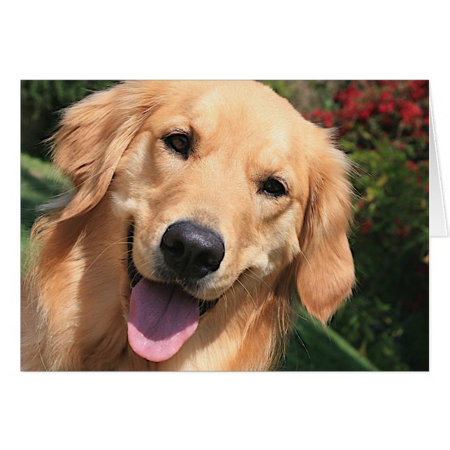 Golden Retriever - Bennie Dayz (Devant horizontal)