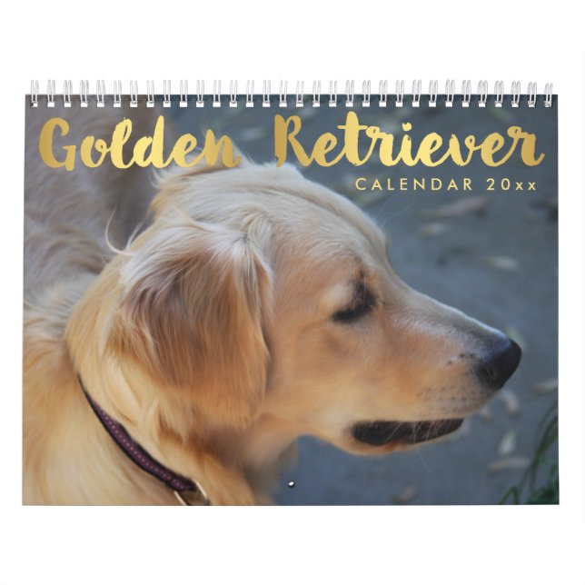 Golden Retriever Calendrier 2026 Avec Photos (Protection)