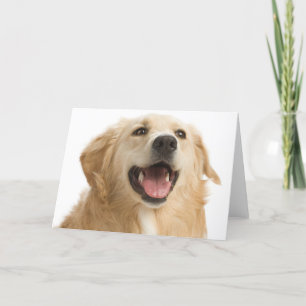 Golden Retriever Chien Chien Chien Blanc Carte pou