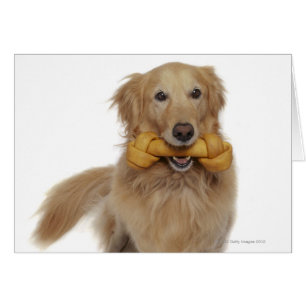Golden Retriever Chien tenant l'os dans la bouche