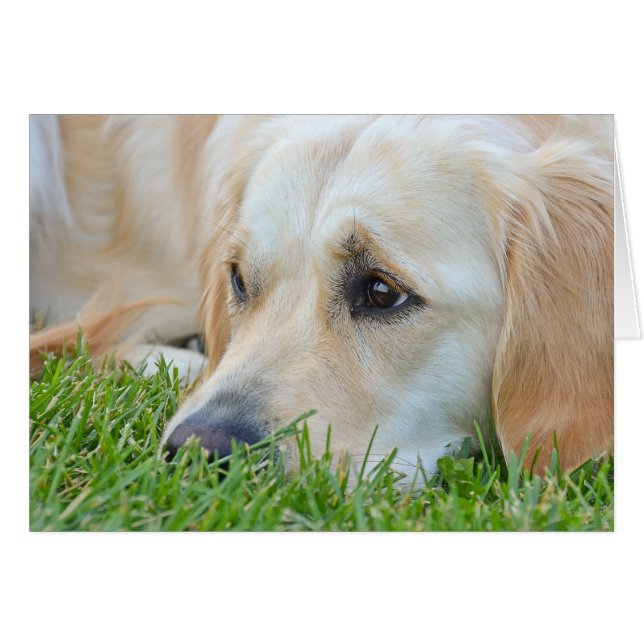 Golden Retriever dans l'herbe (Devant horizontal)