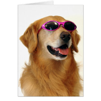 Golden retriever frais