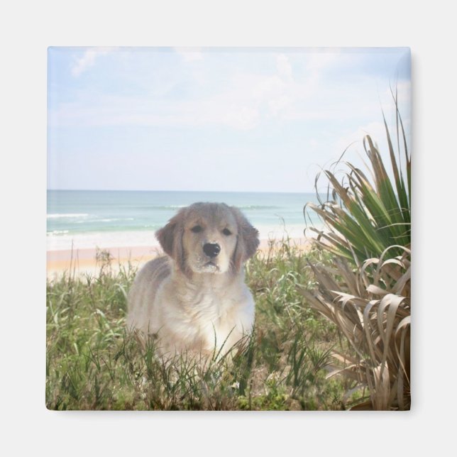 Golden Retriever Magnet Purfpy (Devant)