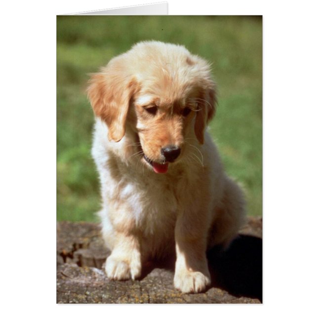 Golden Retriever pub (Devant)