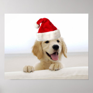 Golden Retriever Puppy Christmas Poster