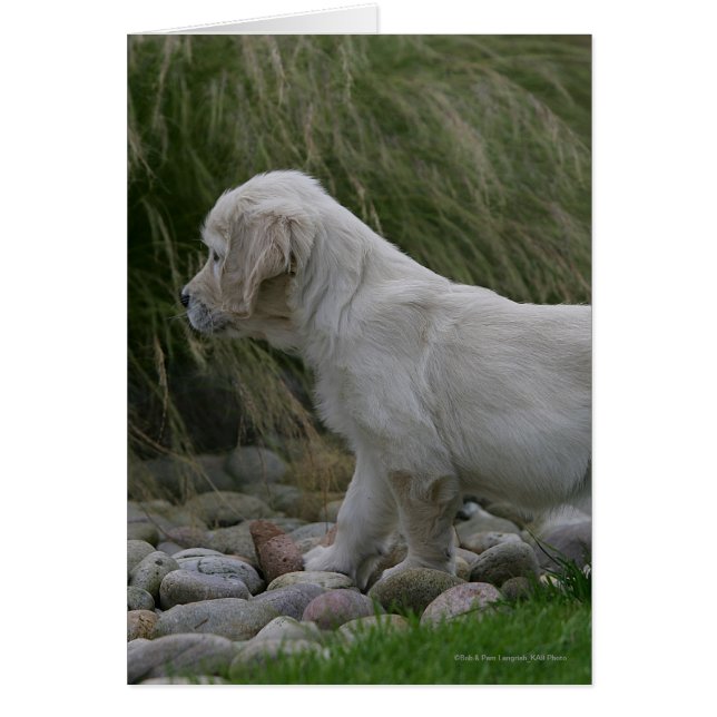 Golden Retriever Puppy Standing (Devant)