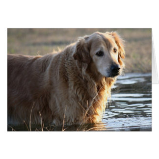 Golden Retriever (Rowdy) debout dans l'eau