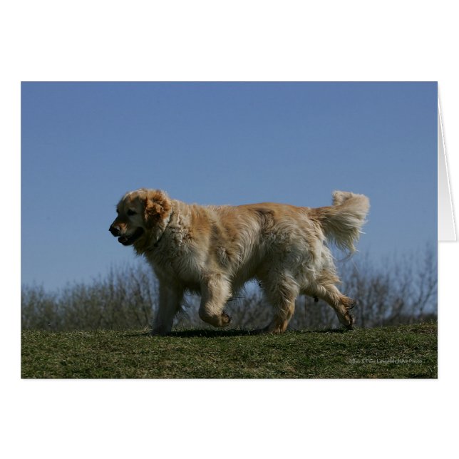 Golden Retriever Running 3 (Devant horizontal)