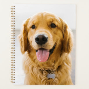 Golden Retriever souriant