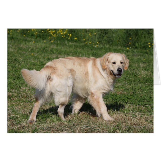 Golden Retriever Walking (Devant horizontal)