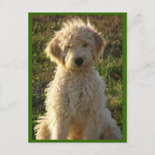 Goldendoodle Chien Chien Chien Vierge Voeux Carte 