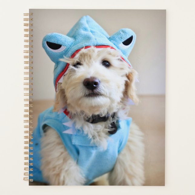 Goldendoodle En Costume De Requin (Devant)