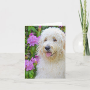 Goldendoodle Merci
