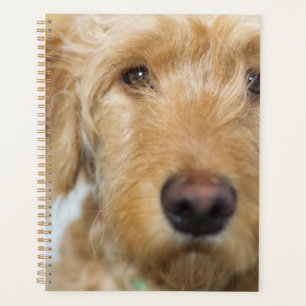 Goldendoodle Puppy Closeup