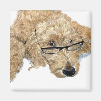 Goldendoodle Stella Magnets