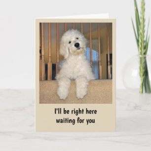 Goldendoodle toute carte d'occasion