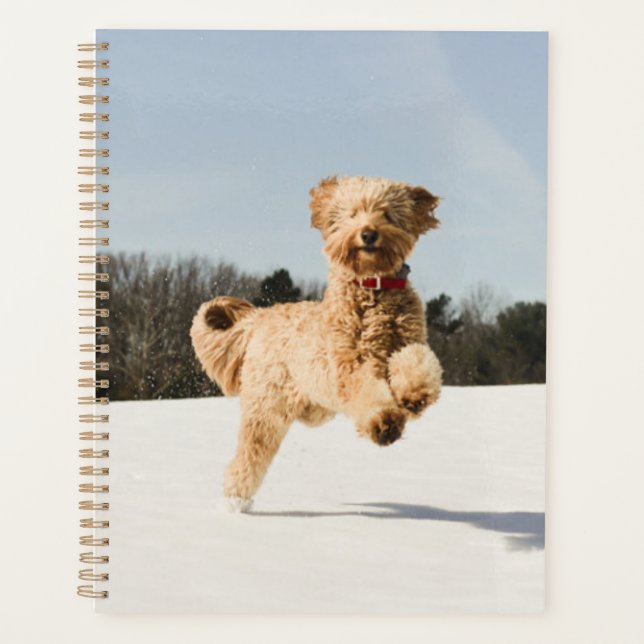 Goldendoodle Traversant Le Champ (Devant)